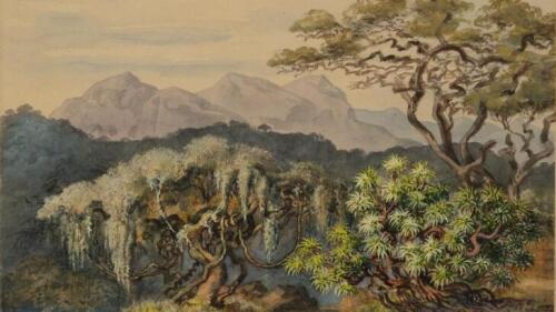 Aquarell von Haeckels Reise nach "Ceylon"