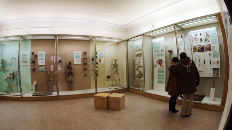 Fotografie eines Ausstellungsraums im Phyletischen Museum der Universität Jena mit Besucher*innen