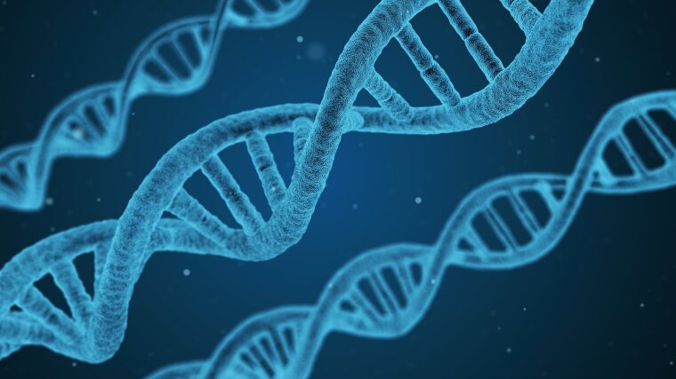 DNA molecule